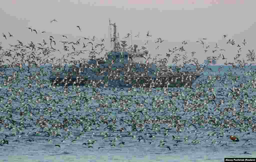 A vessel of the Russian Navy is seen through a flock of birds in the Black Sea port of Sevastopol in occupied Crimea.