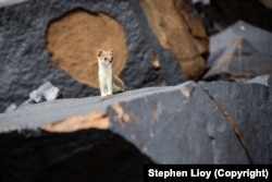 A wild ermine photographed at Saimaluu-Tash in August 2021. The animal’s fur is changing from its brown summer coloration to white for the coming autumn snowfalls.