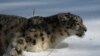 Snow Leopards Found In Afghanistan