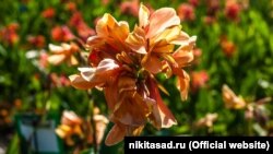 CRIMEA - exhibition of exotic cannes, Nikitsky Botanical Garden, Nikita, Ukraine, 22Sep2021