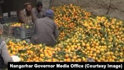 افزایش حاصلات نارنج در ننگرهار
