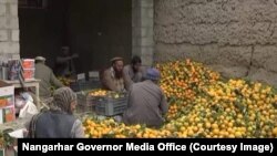 ننګرهار کې د نارنجانو د حاصلاتو يو انځور