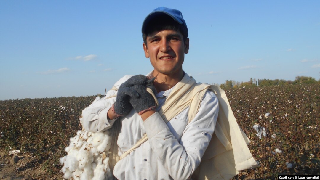 The cotton harvest in Uzbekistan (file photo)