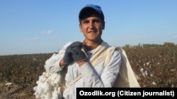 The cotton harvest in Uzbekistan (file photo)