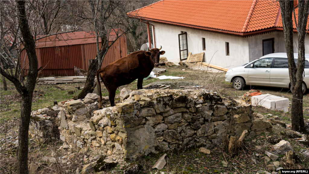 Корова взобралась на остатки каменного строения&nbsp;