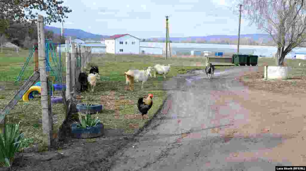 Сеточный забор спасает от коз и кур, которые пасутся рядом