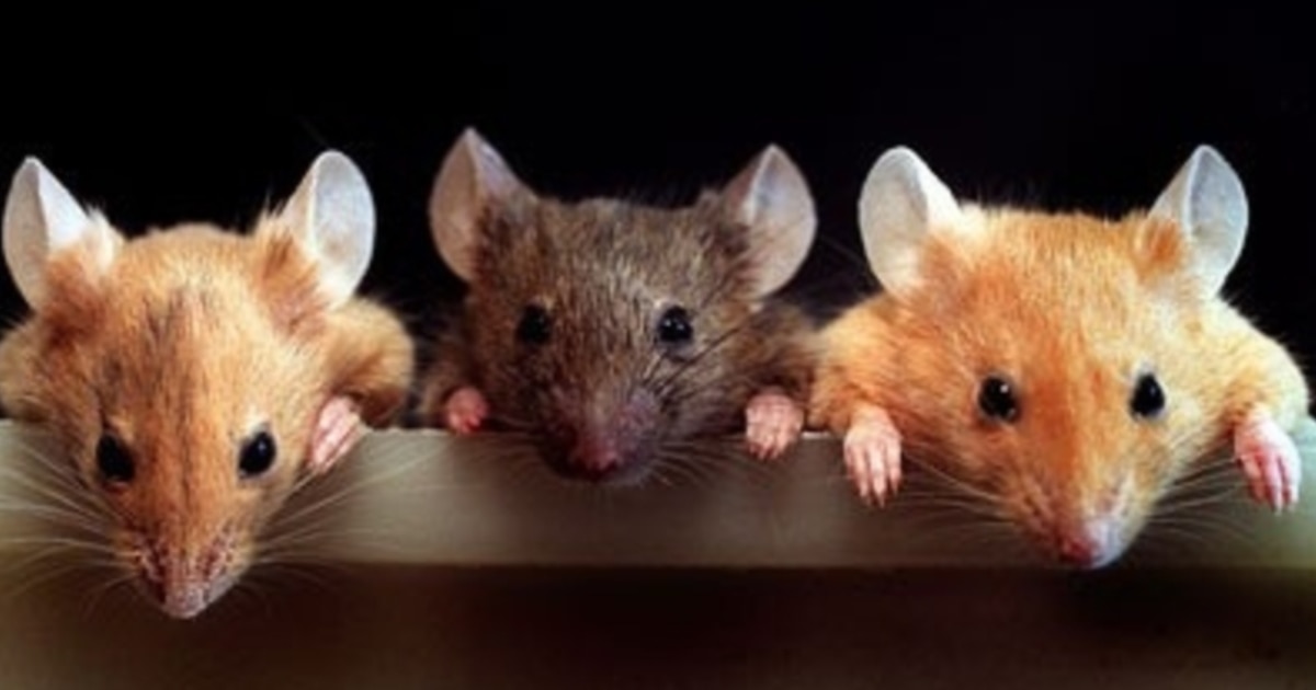 Бұхара порно үйі Менің әйелімді бес адам ұрып-соқты