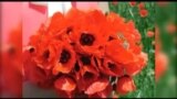 Кызгалдактуу талаалар