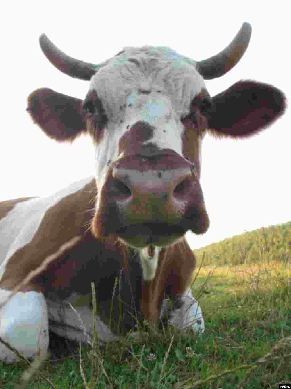 Dnestr çayında #44