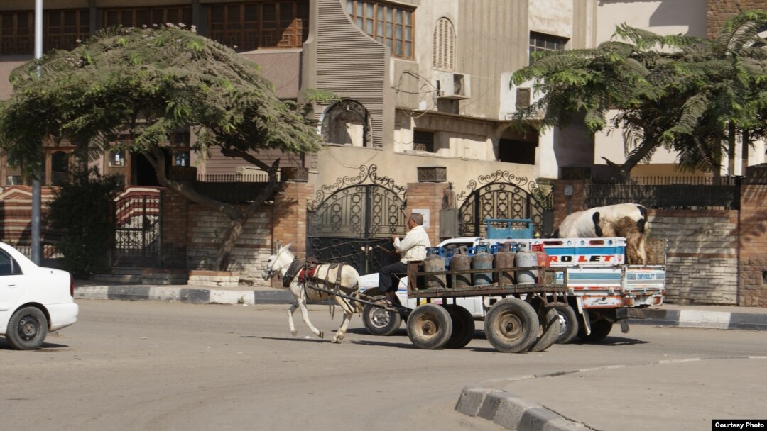 مصر