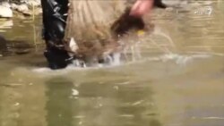 په کندهار کې د کبانو روزنې وده کړې ده