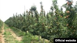 Иллюстратив сурат.