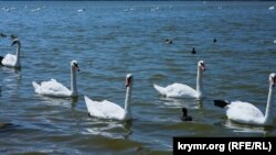 Білі лебеді на кримському узбіччі (фотогалерея)