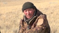 Рушди қутоспарварӣ дар Қирғизистон