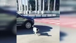 Четвероногий дорожный "патруль"