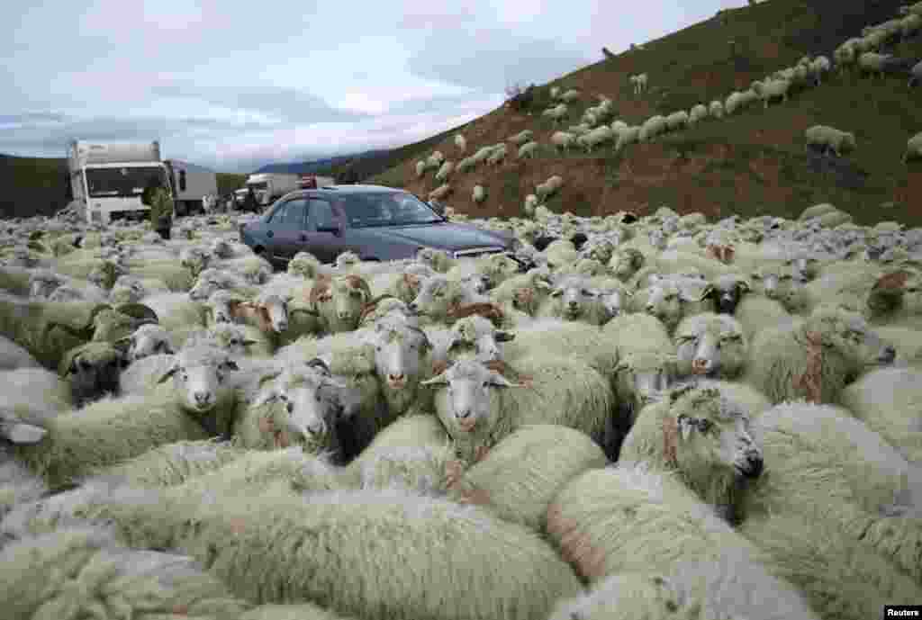 Нередко животные парализуют дорожное движение &ndash; отара насчитывает примерно полторы тысячи овец.