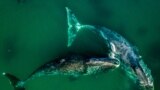 RUSSIA -- KHABAROVSK TERRITORY, AUGUST 8, 2018: Bowhead whales in the Vrangel Bay, 50km of the southern border of the Shantar Islands National Park. The bowhead whales, also known as Greenland right whales, can weigh from 75 to 100 tonnes and occupy the B
