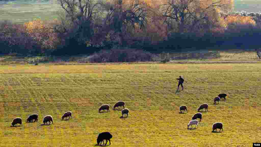 Пастух следит за стадом овец на пастбище в окрестностях села Партизанское Симферопольского района