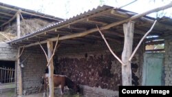 Пунгон қишлоғида қишга тайёргарлик авжида