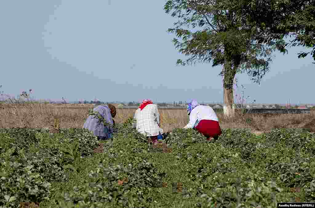 За последние 10 лет в Джалилабаде в 4-5 раз выросло выращивание клубники и, соответственно упали цены. 