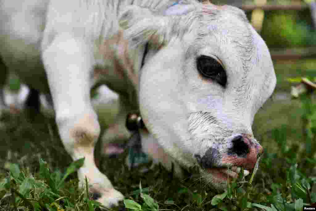 BANGLADESH-DWARF COW/