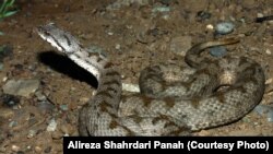 Iran -- Snakes in Wildlife Iran
