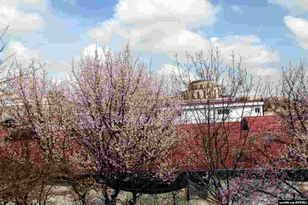 Uzbekistan - spring in Tashkent, 