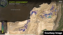 A satellite image provided by Alcis of opium cultivation in Pakistan's southwestern Balochistan Province in 2025