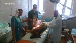 Caring For Combatants And Canines: Ukraine's Doctors Do It All