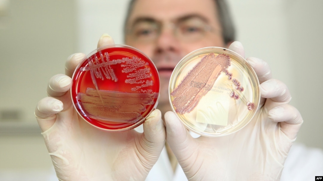 The dramatic growth of antibiotic-resistant strains of bacteria has made it imperative to develop new therapies. (file photo)