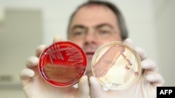 Ученый-медик в исследовательскими чашками Петри. Иллюстративное фото.