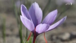 کشت آزمایشی زعفران در کندهار افزایش یافته است