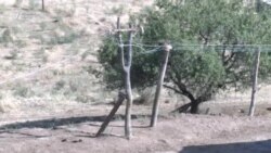 Пояҳои дарахт ба ҷойи симчӯб! Ва ё чӣ гуна баъзе сокинон дар Кӯлоб ба хонаҳояшон барқ мекашанд