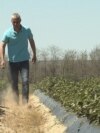 Membrii clanului din Timișoara au susținut că fac agricultură ecologică și că au livezi de meri și prune, potrivit anchetei Departamentului Național Anticorupție.