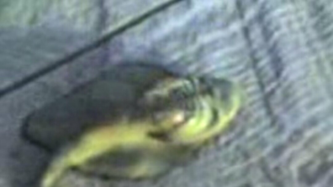 Жігіттің дос қызы желіде белдікпен трахсталады Ит стиліндегі порнодағы әйелдер қатары