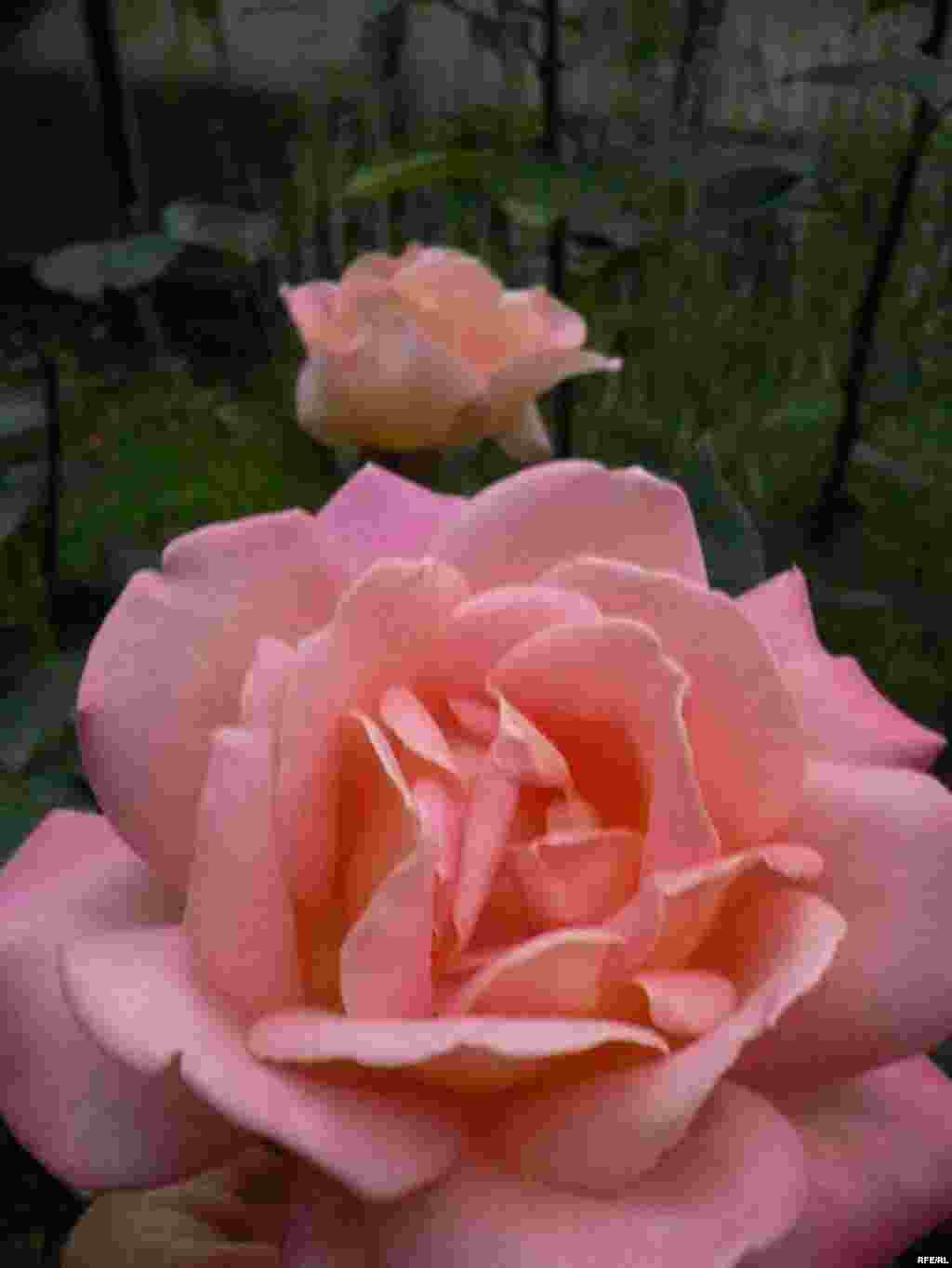 Барви літа (фото Зиновія Фриса) #28