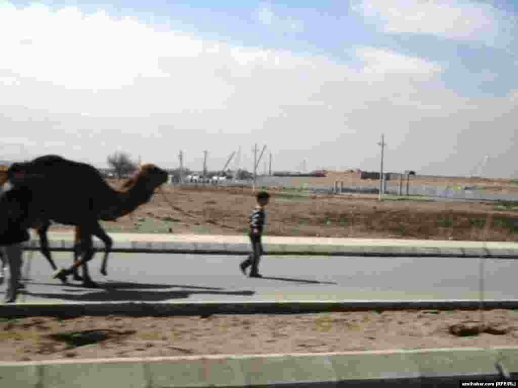 Bir oglan d&uuml;&yacute;&auml;ni idip bar&yacute;ar