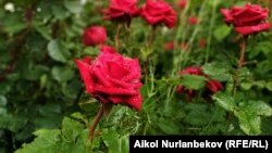 Жаандан кийинки гүл. Бишкек. Май, 2019-жыл.