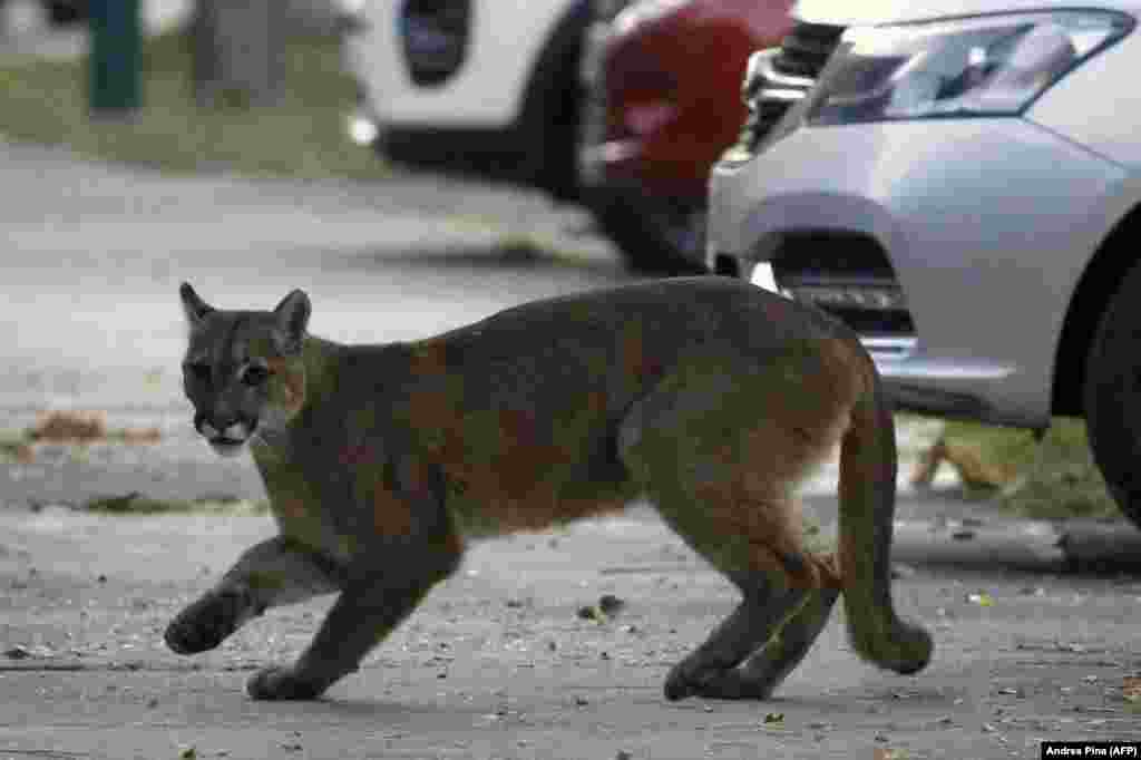 A puma runs across a footpath in the center of Santiago, Chile, on March 24. The young female was later captured and released into the wild. &nbsp;