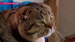 Военкот Мурзик на страже армейских порядков (видео)