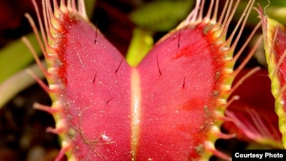 Фемдом туралы порно видео