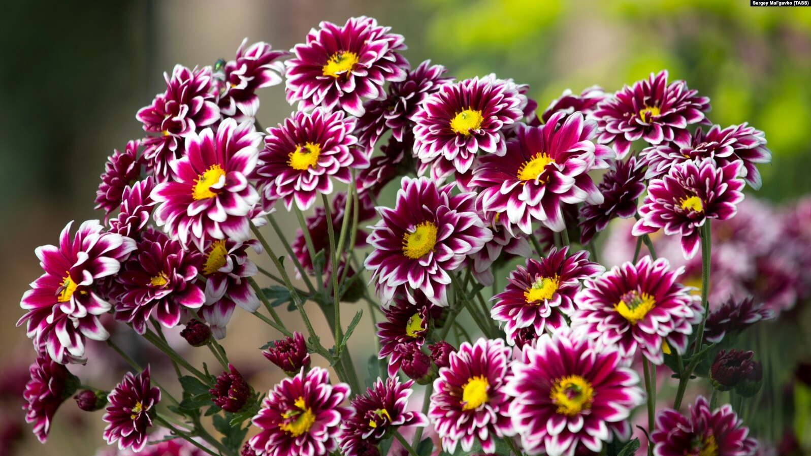 c69b3bdc-3f8b-43aa-adaa-f5bd4d0d398f_w15