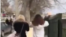 Image grab from a video showing two women in Kangavar, Kermanshah province walking in the street without headscarf. Undated