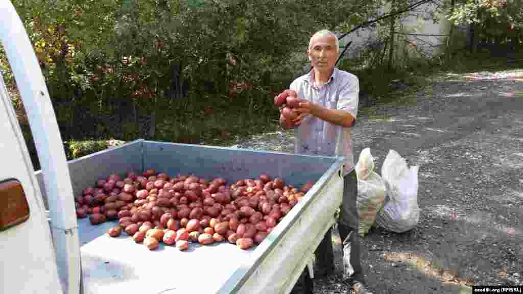 Сўғд вилояти&cedil; Ғончи тумани Манғит қишлоғи картошкалари