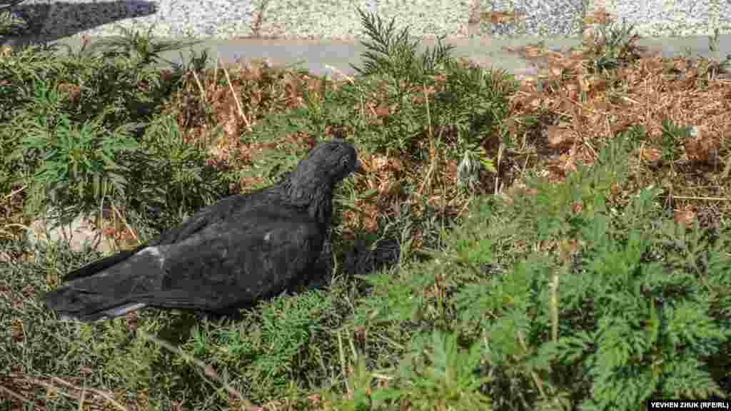 Дикий голуб шукає їжу серед кущів амброзії, що відростають