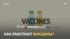 Что это значит на практике: сделать вакцину против коронавируса?