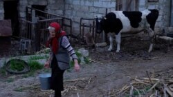 „Apa de la bar e mai scumpă ca laptele”. Tot mai puține vaci și puncte de colectare în sate