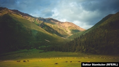 Әйел қынаптарының түрлері (фотосуреттер)