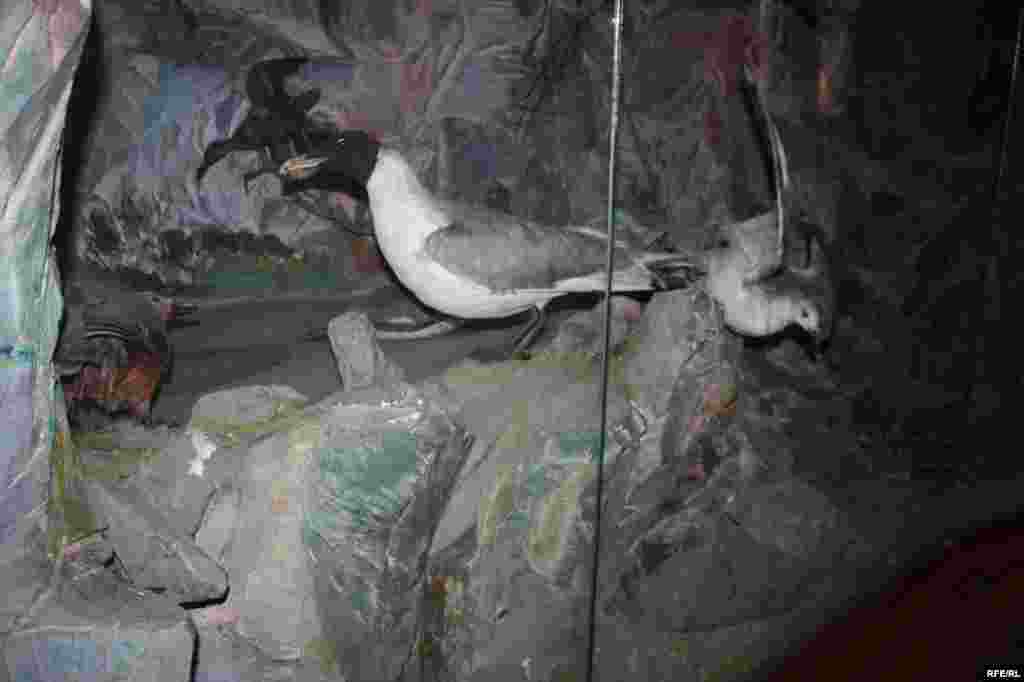 Сайре дар осорхонаҳои кишвар #106