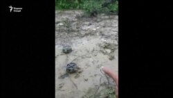 Мусулмонони Мянмар аснои фирор аз таъқиби артиш бо майдонҳои мина мувоҷеҳ мешаванд